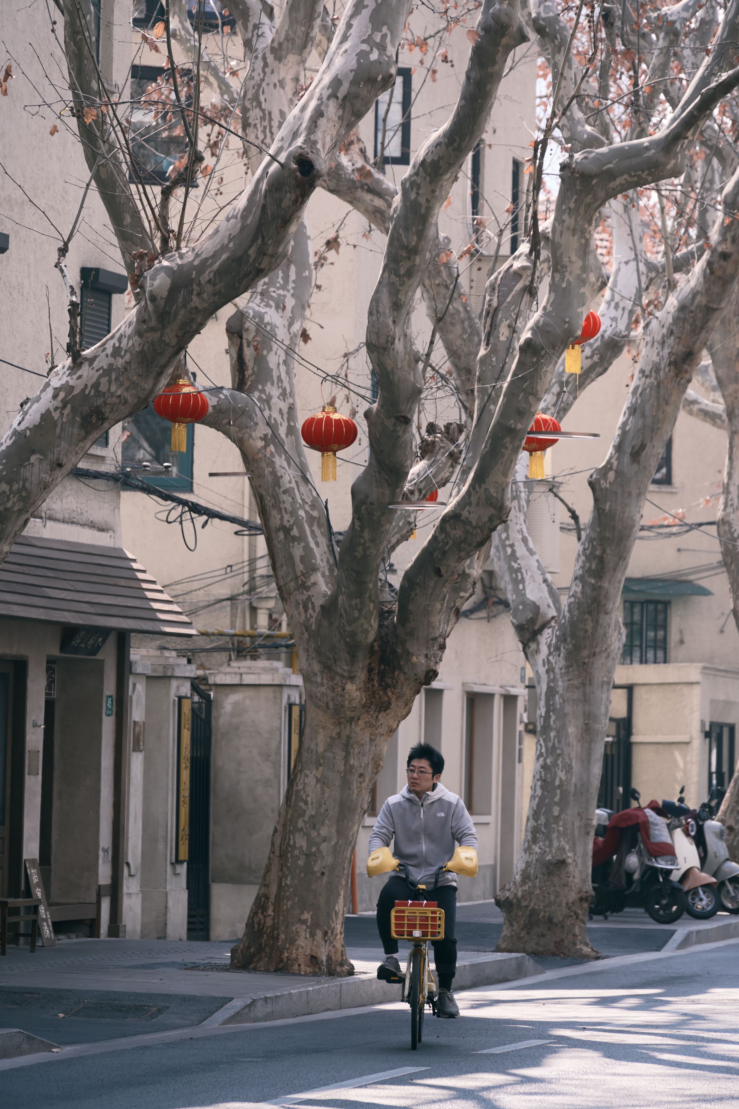 A cyclist rides beneath plane trees in a Shanghai neighbourhood