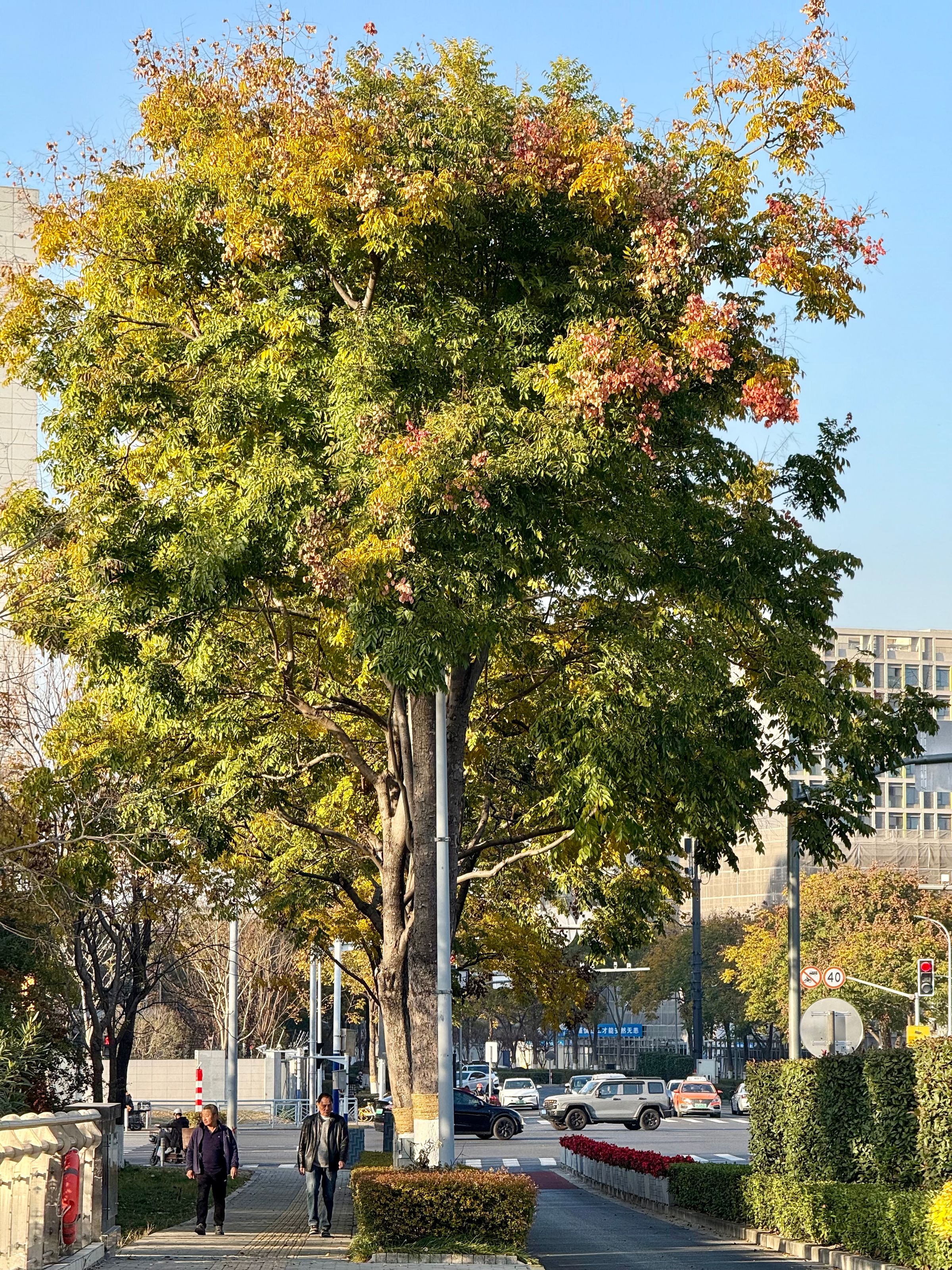 People walking beneath a leafy tree on a Shanghai street